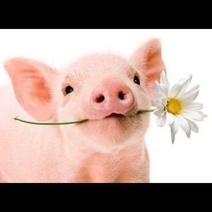 Meet your Posher, Ari